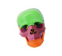 Modèle d ' anatomie du crâne, aide, Color skull