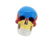 Modèle d ' anatomie du crâne, aide, Color skull disassem