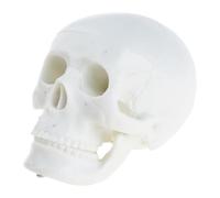 Modèle d ' anatomie du crâne, aide, White skull