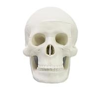 Modèle d ' anatomie du crâne, aide, White skull disassem