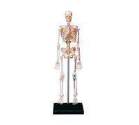 Modèle d ' anatomie du squelette humain, modèle d ' os humain avec bras et jambes mobiles pour étudiant, décoration d ' Halloween pour enfant, squelette pour anatomie, détachable
