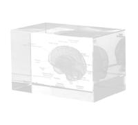 Modèle D’anatomie Humaine en Cristal Cube, Cerveau en Relief | Décoration Scientifique pour Bureau, Haute Transparence et Clarté, pour Étudiants en Médecine, Enseignants et Laboratoire
