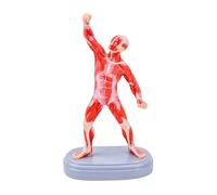 Modèle d ' anatomie musculaire humaine en plastique Modèle de structure musculaire d ' exercice portable en PVC pour une expérience d ' apprentissage interactive Structure musculaire très détaillée
