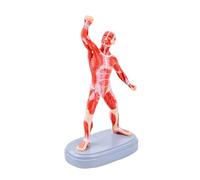 Modèle d ' anatomie musculaire humaine en plastique Modèle de structure musculaire d ' exercice portable en PVC pour une expérience d ' apprentissage interactive Portable Human Muscle Anatomy