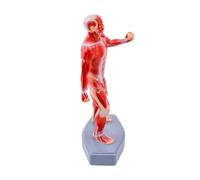 Modèle d ' anatomie musculaire modèle complet avec étiquettes, idéal pour les étudiants en médecine et les formations en, utilisation des muscles étiquetés