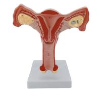 Modèle d ' anatomie pelvienne féminine, outil d ' enseignement en classe, modèle anatomique génital et ovarien féminin pour les démonstrations, cours d ' anatomie ovarienne