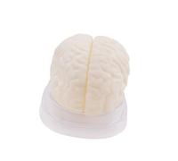 Modèle d ' anatomie physique du cerveau pour référence, A | Référence pédagogique tridimensionnelle, construction de modèles physiques, centrée sur l ' étude et la révision de