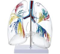 Modèle d ' anatomie pulmonaire humaine en PVC transparent avec | Modèle d ' anatomie pulmonaire humaine avec structure d ' arbre bronchique pour l ' éducation médicale et l ' enseignement