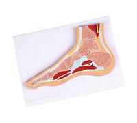 Modèle d ' articulation de pied de cheville anatomique sectionnel éducatif avec structure détaillée des muscles et des ligaments pour l ' étude de l ' anatomie détachable