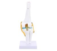 Modèle D’articulation du Genou Humain Pvc 1: 1 pour Enseignement