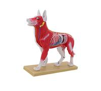 Modèle d ' avec points méridiens, modèle d ' anatomie canine et féline, outil de formation vétérinaire pour points d ' aiguilletage de chat de chien en classe