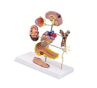 Modèle d ' éducation médicale de bonne qualité pour comprendre l ' des hypertensions diabétiques sur le corps humain, modèle d ' anatomie humaine