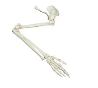Modèle d ' enseignement de l ' anatomie avec référence os du bras | Sections de bras et de main connectées, référence pratique pour la révision de l ' anatomie, les applications