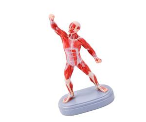 Modèle d ' enseignement de l ' anatomie avec structure musculaire | Figure d ' affichage humain de bureau pour référence d ' étude et explication en classe