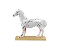 Modèle d ' étude d ' anatomie avec marquages de points d ' et base autoportante pour référence et leçons de cours vétérinaires Modèle d ' anatomie vétérinaire Étude de points d ' de en