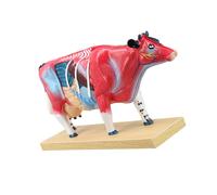 Modèle d ' étude d ' anatomie avec marquages de points d ' et base autoportante pour référence et leçons de cours vétérinaires Modèle d ' anatomie vétérinaire Étude de points d ' de en
