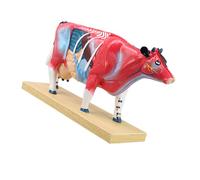 Modèle d ' étude d ' anatomie avec marquages de points d ' et base autoportante pour référence et leçons de cours vétérinaires Modèle d ' anatomie vétérinaire Étude de points d ' de en