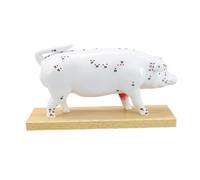 Modèle d ' étude d ' anatomie avec marquages de points d ' et base autoportante pour référence et leçons de cours vétérinaires Modèle d ' anatomie vétérinaire Étude de points d ' de en