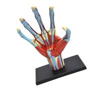 Modèle d ' étude de l ' anatomie du squelette de la main avec pièces | Zones modélisées différenciées par couleurs, référence physique, construction en PVC pour leçons répétées