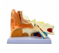 Modèle d’oreille avec Socle Pédagogique, Grossissement 4X- | Didactique, Maquette Anatomique l'oreille, Précis, pour Laboratoire, Enseignants