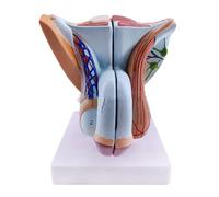 Modèle d"organe génital masculin, Modèle de muscles pelviens Modèle anatomique de système génital masculin, Modèle d"anatomie humaine en PVC, Modèles d"organes reproducteurs pour la formation
