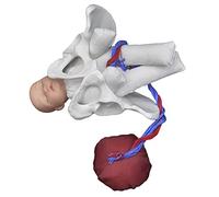 Modèle d'accouchement de Bassin, modèle de Formation de Sage-Femme, simulateur de Bassin féminin et d'accouchement de bébé - fœtus/Cordon ombilical/Placenta, po