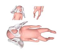 Modèle D'accouchement De Pelvis Féminin,Modèle D'accouchement De Pelvis,Modèle D'accouchement De Pelvis Féminin,Modèle D'accouchement avec Symphyse Bébé Et Pelvico-Public pour l'enseignement