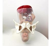 Modèle d'accouchement féminin, modèle de formation de sage-femme, modèle anatomique du bassin féminin (poupée de bassin, placenta, cordon ombilical, membrane fœtale) for mannequin