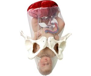 Modèle d'accouchement féminin, modèle de formation de sage-femme, outil de simulation dynamique d'accouchement, modèle anatomique de bassin avec cordon ombilical séparable for bébé et bassin