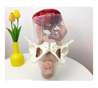 Modèle d'accouchement féminin, outil de simulation dynamique d'accouchement for la formation des sages-femmes, avec bébé et bassin séparables, poupée, cordon ombilical, amnios et placenta.