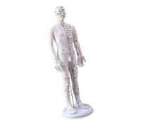 Modèle D'acupoint Professionnel 20.47 Pouce Du Modèle 'acupoint Humain Avec Un Point 'acupcondeurs Chinois Pour La Pratique Du Guide 'étude De L'anatomie