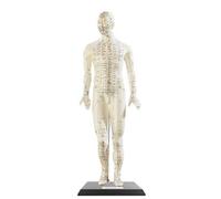 Modèle dacupuncture 45 cm - Homme [Newgen Medicals]