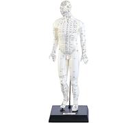 Modèle dacupuncture 45 cm - Homme [Newgen Medicals]