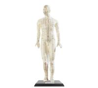 Modèle d'acupuncture 45 cm - Homme Newgen Medicals
