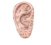 Modele D'acupuncture Auriculaire, Reflexologie Professionnelle, Apprentissage Des Points D'acupuncture, Affichage, Fournitures De Laboratoire