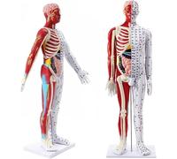 Modèle d'acupuncture chinois de 85 cm, modèle anatomique musculaire masculin avec étiquetage précis des points méridiens et mannequin médical méridien à clip for le médical.