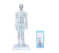 Modèle d'acupuncture corporelle professionnel et ensemble d'aiguilles, positionnement précis des points méridiens pour l'éducation chinoise