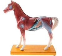 Modèle d'acupuncture de Cheval Modèle d'anatomie Modèle de Squelette Modèle d'anatomie Modèle de Cheval Modèle Anatomique Animal Modèle d'enseignement vétérinaire 114 Points d'acupuncture