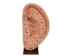 Modèle d'acupuncture d'oreille, modèle de point d'acupuncture, massage médical de l'oreille humaine, modèle d'acupuncture, modèle de piège de réflexologie d'oreille en PVC