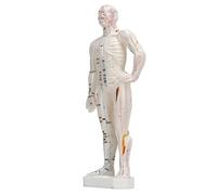 Modèle d'acupuncture du corps humain, modèle Meridian Points, écriture manuscrite, facile à lire, en PVC professionnel pour l'acupuncture pour l'enseignement du chinois