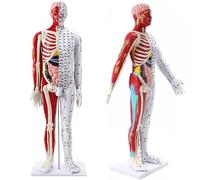 Modèle Dacupuncture Du Corps Humain, Outil Pédagogique Pour Léducation Humaine, Permettant De Visualiser Les Structures Musculaires Et Viscérales Et Didentifier Les Points Dacupuncture. Le Bras