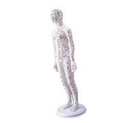 Modèle d'acupuncture humaine de 52 cm avec points d'acuppoints chinois pour l'enseignement de l'anatomie masculine et féminine. Guide d'étude