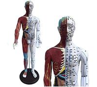 Modèle d'acupuncture mâle - Modèle d'acupuncture Humaine - Modèle d'anatomie Musculaire ponctuel méridien Chinois - modèle d'acupuncture à moitié Musculaire à moitié Peau