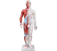 Modèle d'acupuncture médicale masculine, modèle précis d'anatomie de point méridien de 60 cm pour enseigner et apprendre l'acupuncture et le massage