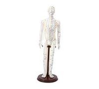 Ｚｉａｌｏｆｉ Modèle d'acupuncture Modèle du corps humain Méridiens médicaux chinois avec des points anglais, Mâle