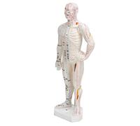 Modèle D'Acupuncture, Modèle Humain Modèle D'Acupuncture Modèle Acupuncture Produits, Modèle de Points Méridiens Portables Professionnels pour L'éducation des Classes de Sciences