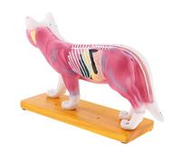 Modèle d'acupuncture pour chat avec 36 points d'acupuncture - Kit d'étude d'anatomie - Outil d'enseignement vétérinaire - Modèle en PVC de 28 cm