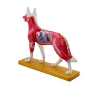 Modèle d'acupuncture pour chien - Modèle d'anatomie de chien - Biologie - Anatomie - Enseignement médical pour l'enseignement vétérinaire - Outil de démonstration - Modèle d'acupuncture canin