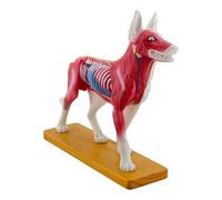 Modèle d'acupuncture pour chien - Modèle d'anatomie de chien - Biologie - Anatomie - Enseignement médical pour l'enseignement vétérinaire - Outil de démonstration - Entraînement anatomique des animaux