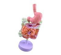 Modèle d'affichage pour l'étude de pathologie anatomique, pathologique | Pièce d'enseignement en PVC à pan coupé avec détails visuels pendant les conseils de classe